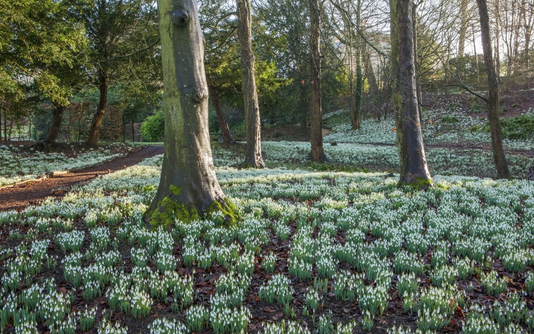 Snowdrop spectacular