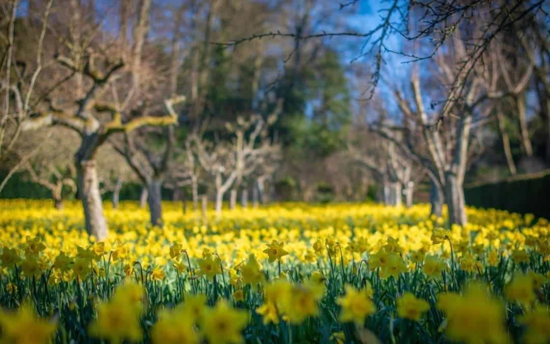 A host of golden daffodils