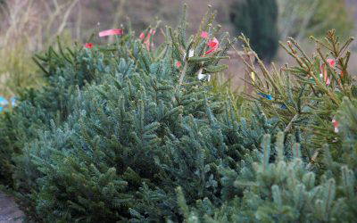 Christmas Tree Recycling