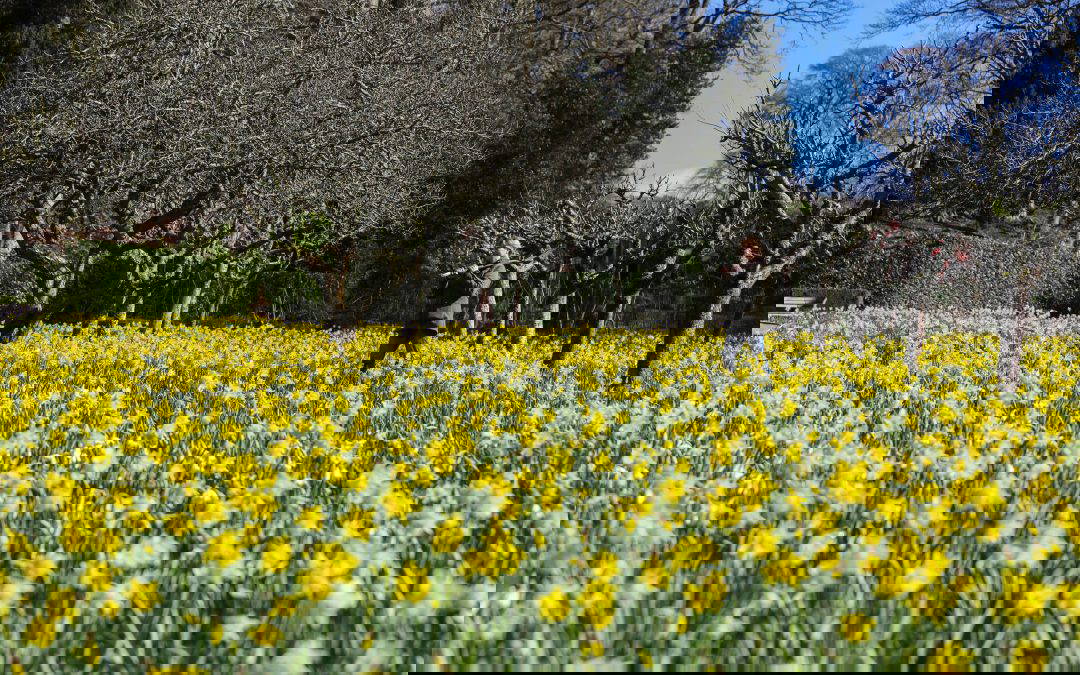 Dazzling Daffodils
