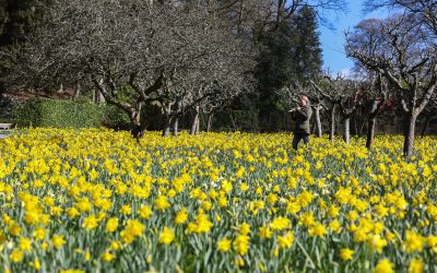 Dazzling Daffodils