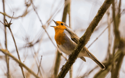 Dawn Chorus