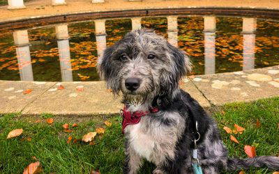 Dogs bring one owner for free!